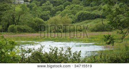 Vody louka s Ragged Robin
