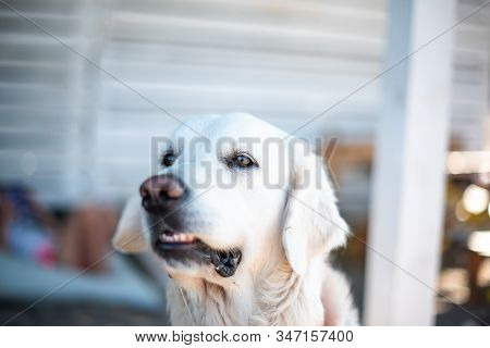 Golden Retriever Dog Outdoors In Summer Beach White Fluffy Cute Family Vacation Concept Space For Te