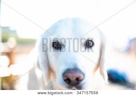 Golden Retriever Dog Outdoors In Summer Beach White Fluffy Cute Family Vacation Concept Space For Te