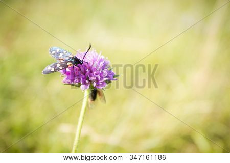 Scarlet Tiger Moth On Clover Flower Close Up. Nature Background