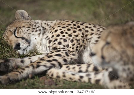 眠っているチーター