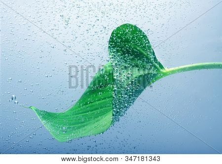 Green laef with drops in water. 