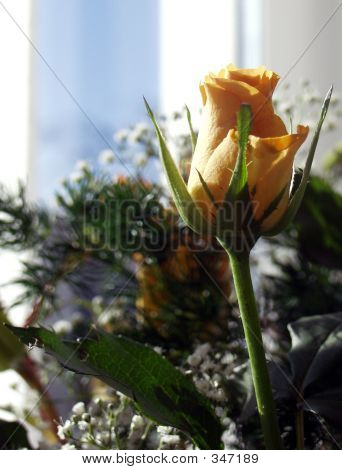 Gul Rose