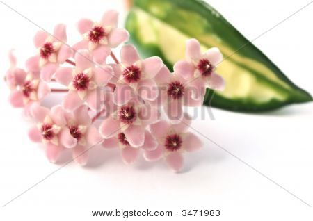 Hoya blomster på hvid baggrund