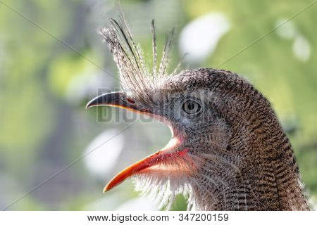 Close Up Portrait Of Big Bird Red-legged Seriema, Cariama Cristata