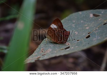 Cocolate Butterfly In Forest Boneo Kalimantan Timur