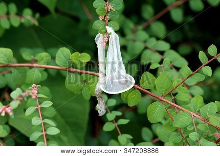 Used Discarded Condom Left As Garbage In Public Park On Tree Branches After Use On Hot Summer Night