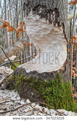 Bite Marks After Beaver On Tree Trunk