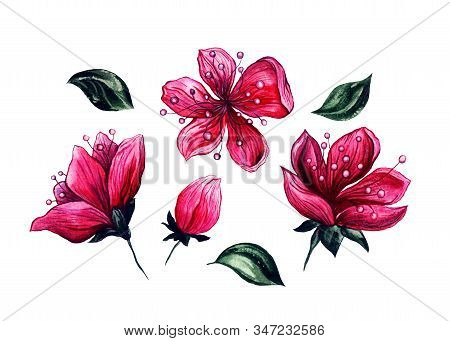 Plum Blossom Flowers, Watercolor Hand Drawn Floral Blooms With Buds And Green Leaves, Isolated On Wh