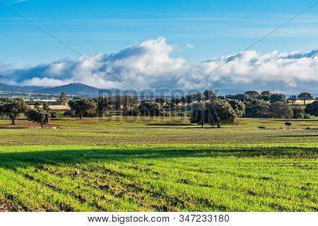 Olive Trees In The Fields Of Extremadura In Zorita Near Trujillo In Spain