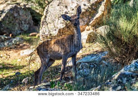 Iberian Red Deer, Cervus Elaphus Hispanicus. Monfrague National Park. Caceres. Extremadura Spain