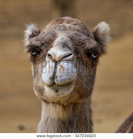 Dromedary, Camelus Dromedarius In Jerez De La Frontera, Andalusia In Spain