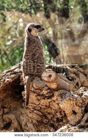 Meerkat, Suricata Suricata In Tabernas Desert, Andalusia, Spain In Europe