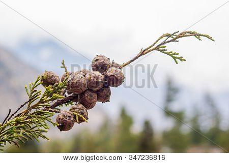 Spring Background With Pine Cones. Cupressus Sempervirens L.