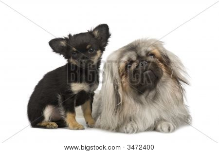 Пекинес и Чиуауа