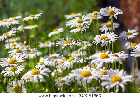 Summer Landscape With Field Of Camomiles At Sunny Day. Camomile Daisy Flowers, Wild Flowers For The 