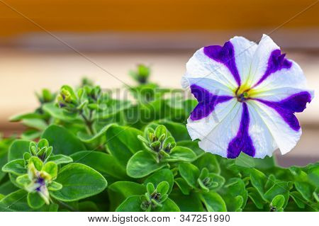 Two Blooming Purple Petunia (petun) In Summer Garden Close Up. , Violet Flowers With For The Cover, 