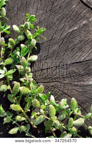 Creative Top View Willow Tree Blooming Flowers Brunch A On Rustic Wooden Background With Copy Space 