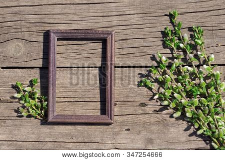 Creative Top View Willow Tree Blooming Flowers Brunch And Frame On Rustic Wooden Background With Cop