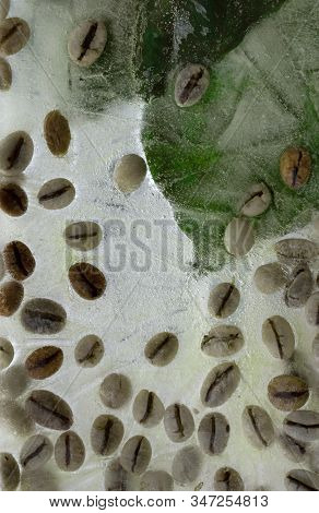 Background Of  Green Leaves Of Coffee  And Green Coffee Beans    In Ice   Cube With Air Bubbles. Fla