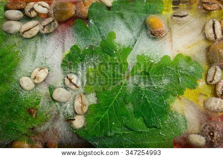 Background Of  Green Leaves Of Oak And Green Coffee Beans  And Acorn   In Ice   Cube With Air Bubble