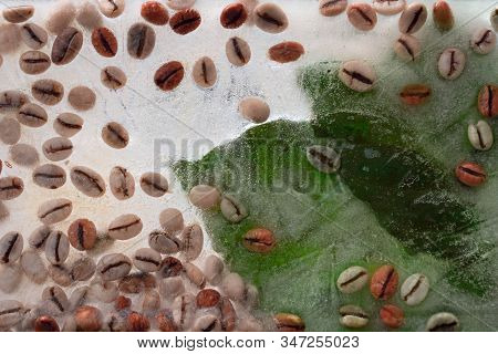 Background Of  Green Leaves Of Coffee  And Green Coffee Beans    In Ice   Cube With Air Bubbles. Fla