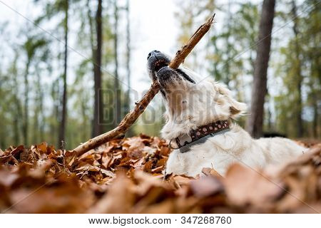 Young Golden Retriver Playing In Fallen Leaves