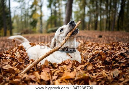 Young Golden Retriver Playing In Fallen Leaves