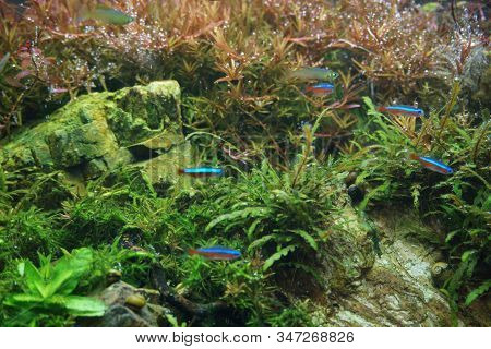 Close Up A Aquarium Beautiful Freshwater Planted Fish Tanks Hobbies At Home