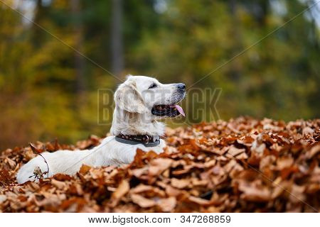 Young Golden Retriver Playing In Fallen Leaves