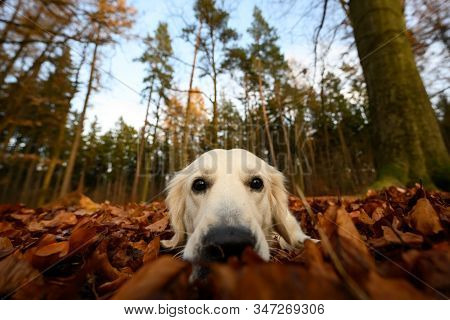 Young Golden Retriver Playing In Fallen Leaves