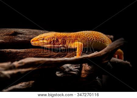 Macro Photo Of Leopard Gecko On The Wood In The Forest, Isolated On Black Background