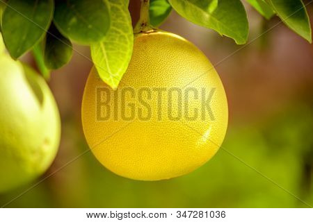 Ripe Pomelo Fruits Hang On The Trees In The Citrus Garden. Harvest Of Tropical Pomelo In Orchard. Po