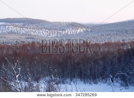 Snow Covered Forest In Ivalo Finnish Lapland