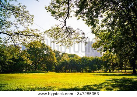 Green Tree Forest In City Park With Sunnny Day Light