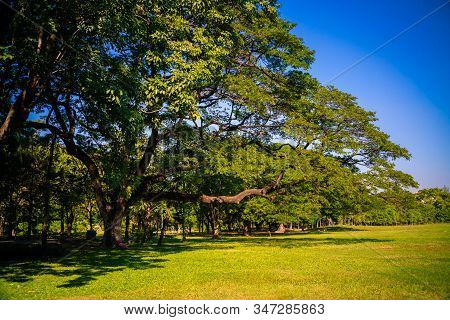 Green Tree Forest In City Park With Sunnny Day Light