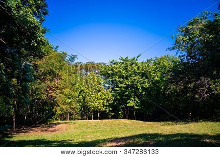 Green Tree Forest In City Park With Sunnny Day Light