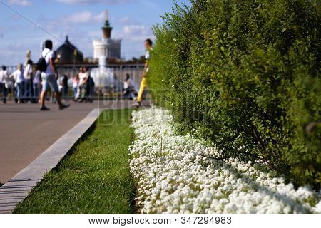 Small White Flowers Burachok And Green Lawn In The Park On The Background Of Walking Tourists. Macro
