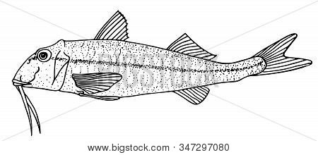 Red Mullet. Black Hand Drawn Realistic Outline Vector Image.
