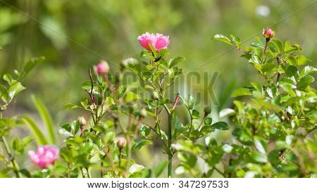 Pink English Rosa. Flowers In Background With Sun In Summer