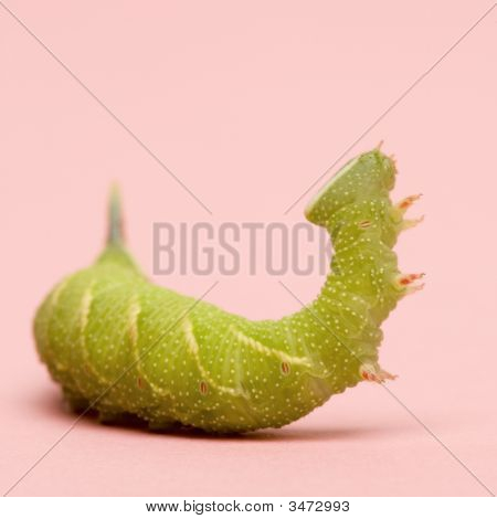 หนอนผีเสื้อเหยี่ยว Moth มะนาว - Mimas Tiliae