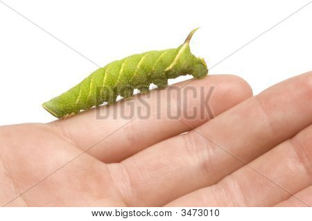 หนอนผีเสื้อเหยี่ยว Moth มะนาว - Mimas Tiliae