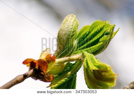 The Open Leaves Of The Chestnut Tree In Early Spring, A Symbol Of The Coming Spring And Easter. Clos