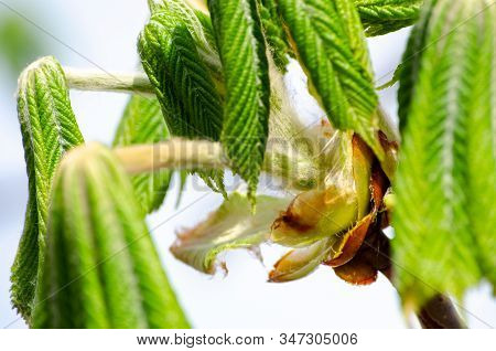 The Open Leaves Of The Chestnut Tree In Early Spring, A Symbol Of The Coming Spring And Easter. Clos
