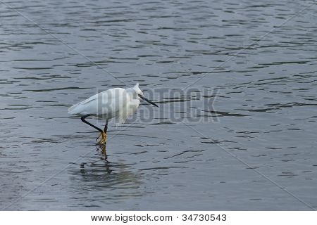 Lille hejre (egretta Garzetta)