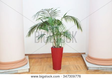 Decorative Areca Palm In A Red Pot . Decorative Areca Palm In Interior Of Room . Indoor Flower Pots 