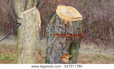 Cut Old Apple Tree In An Orchard
