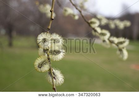 Salix Atrocinerrea Brot. Spring Willow Tree Swells. Beautiful Fluffy Tree Flowers Against The Backdr