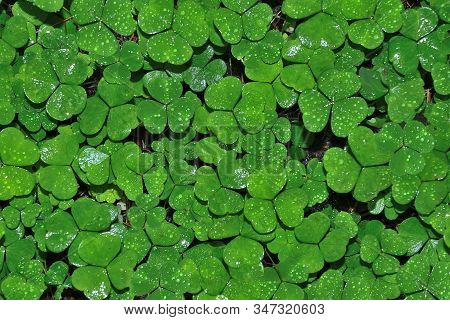 Wet Leaves Of Clover With Water Drops After Rain - Natural Summer Or Spring Background. Bright Green