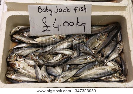 Baby Jack Fish. Sea Food At Billingsgate Fish Market In Poplar, London, Uk.